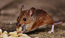24 Hour & Emergency Exterminators in Weyauwega, WI